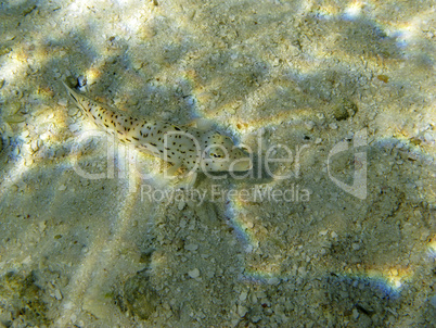 Speckled Sandperch (Parapercis Hexophtalma)