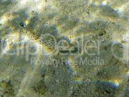 Speckled Sandperch (Parapercis Hexophtalma)