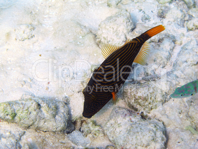 Orange-striped Triggerfish (Balistapus undulatus)