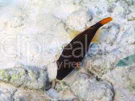 Orange-striped Triggerfish (Balistapus undulatus)