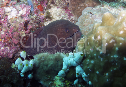 Giant moray eel (Gymnothorax javanicus)