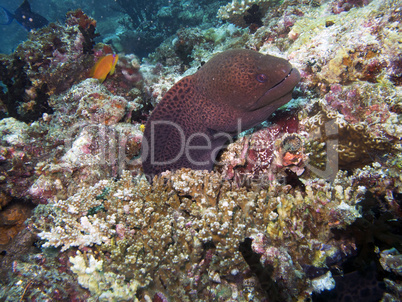 Giant moray eel (Gymnothorax javanicus)