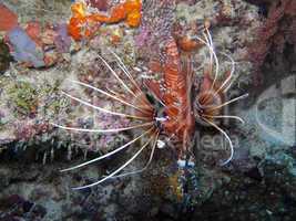 Spot fin Lionfish (Pterois antennata)