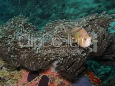 Maldives anemone fish (Amphiprion nigripes)