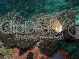 Maldives anemone fish (Amphiprion nigripes)