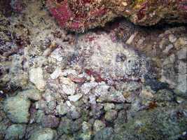 Stonefish (Synanceia verrucasa)