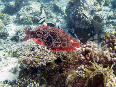 Ember parrotfish (scarus rubroviolaceus) - young adult