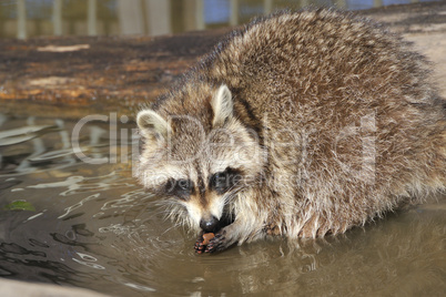 Waschbär