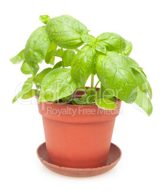 Potted Basil