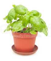 Potted Basil