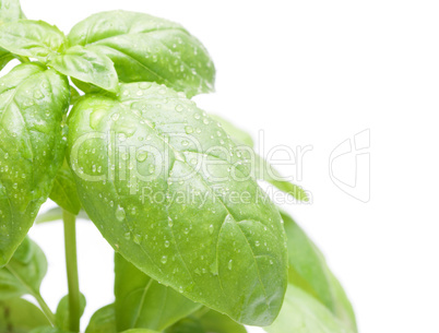 Basil Leafs