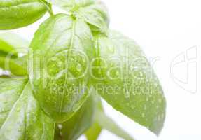 Basil Leafs