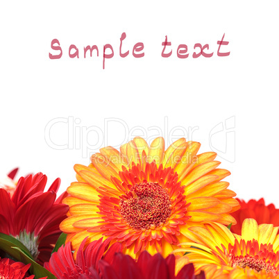 Vibrant Colorful Daisy Gerbera Flowers