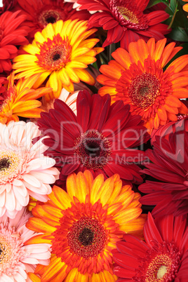 Vibrant Colorful Daisy Gerbera Flowers