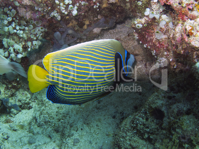 Imperial Angelfish (Pomacanthus imperator)