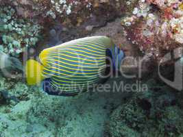 Imperial Angelfish (Pomacanthus imperator)