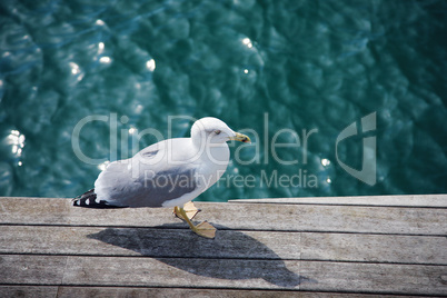 wild gull