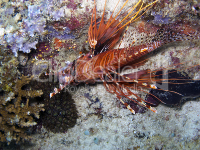 Spot fin Lionfish (Pterois antennata)