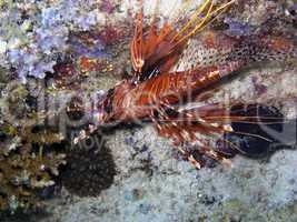 Spot fin Lionfish (Pterois antennata)