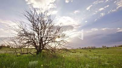 summer landscape - sunset