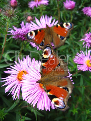 The pair of butterflies of peacock eye