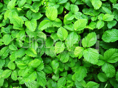 Green background from leaves of a strawberry