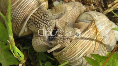 Weinbergschnecke - Helix pomatia - Paarung