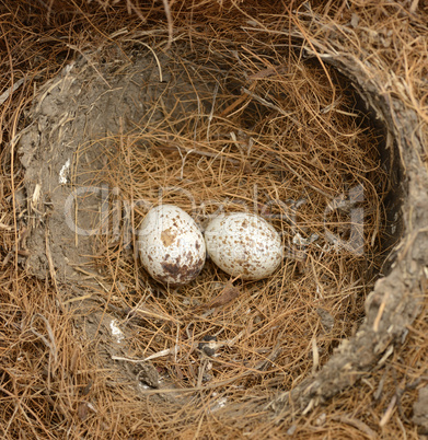 Bird Eggs