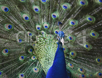 Peacock