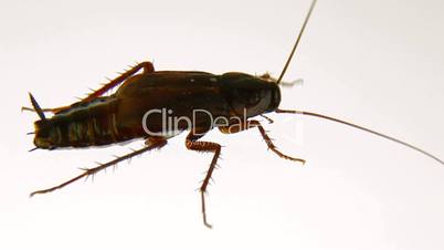 Cleanly Cockroach