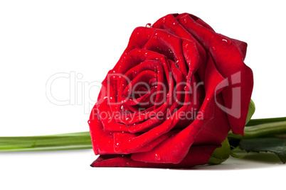 Red rose with water drops