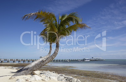 Palms on a tropical beach