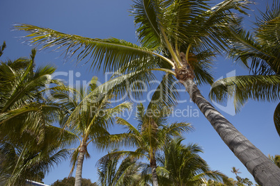 Palms with blue sky