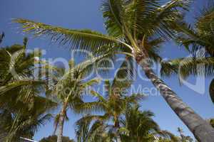 Palms with blue sky