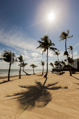 Shadow of a tropical palm on a beach