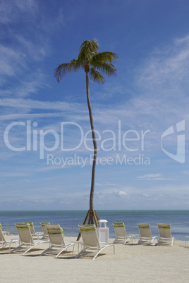 Canvas Chairs and palms on tropical beach