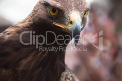 Portrait Steinadler