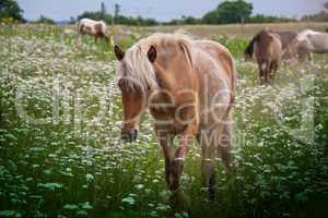 Islandpferd auf einer Blumenwiese