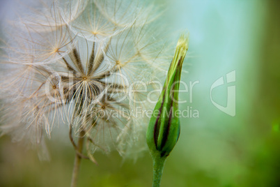 Pusteblume im Detail