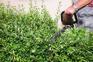 hedge cutting