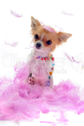 puppy chihuahua with pink feather