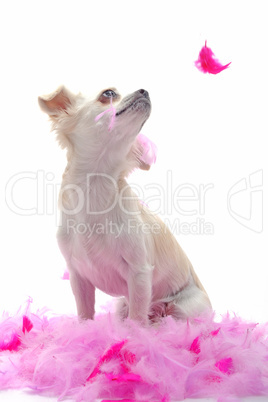 puppy chihuahua with pink feather