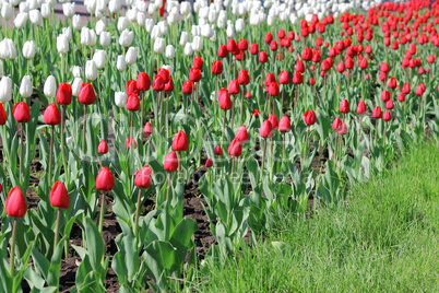 Beautiful  tulips field in spring time