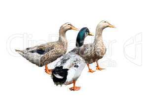 Three beautiful ducks