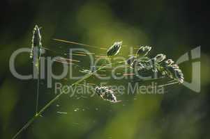 Gräser mit Spinnweben