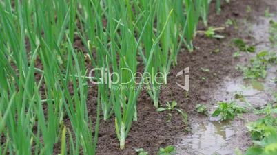 view of chive on the field.plantation onions under heavy rain
