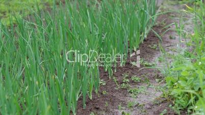 view of chive on the field.plantation onions under heavy rain
