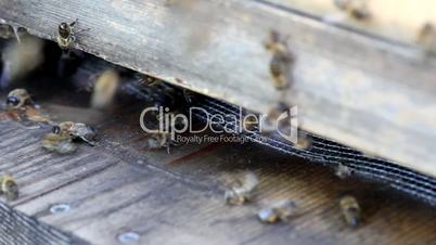 macro of a beehive with busy bees