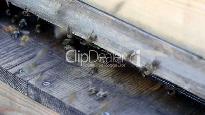 macro of a beehive with busy bees