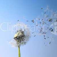 dandelion blowball and flying seeds